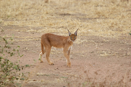 Caracal (Felis Caracal)