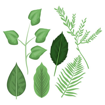white background with different types leaves and branches vector illustration