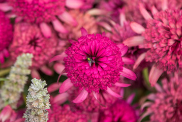 Closeup blooming beautiful pink decorative Echinacea flower or coneflower, aster family, hybrid plant called Southern Belle, with green fly on the petals
