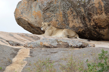 African lioness (Panthera leo)