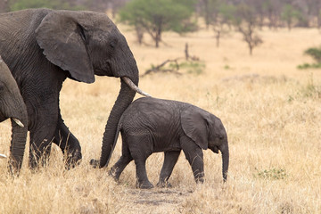 Obraz premium African elephant (Loxodonta africana)