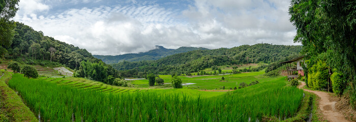 Fototapeta na wymiar Panorama of Rice Field Farm on The Background.