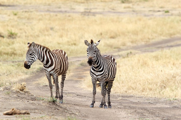 Fototapeta na wymiar Zebra (Equus burchellii)