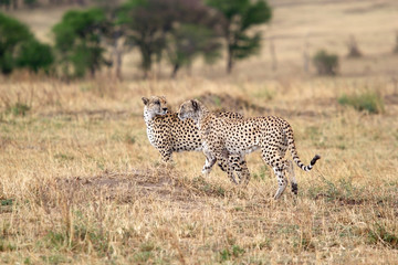 Cheetah (Acinonyx jubatus)