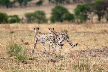 Cheetah (Acinonyx jubatus)