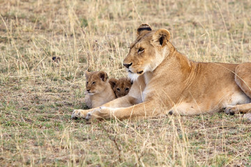 Fototapeta na wymiar African lioness (Panthera leo) and cubs