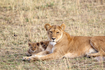 Fototapeta na wymiar African lioness (Panthera leo) and cubs