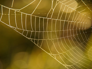 Spider Web in the Morning sun