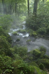 Kitanizawa mountain stream / In the middle of beautiful mountain landscape