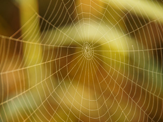 Spider Web in the Morning sun 