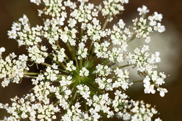 Inflorescence of Pimpinella saxifraga, or burnet-saxifrage, solidstem burnet saxifrage, lesser burnet or salad burnet . Close-up of wildflower