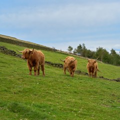 Three Head Highland Cattle