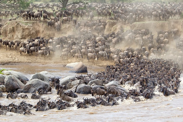 Wildebeest (Connochaetes taurinus) migration