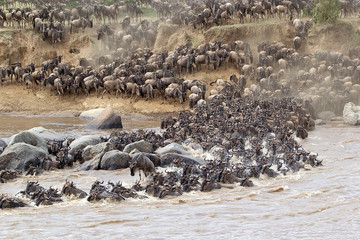 Obraz premium Wildebeest (Connochaetes taurinus) migration