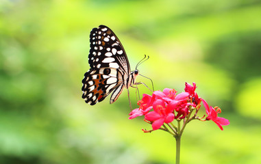 Fototapeta na wymiar macro closeup side view of butterfly