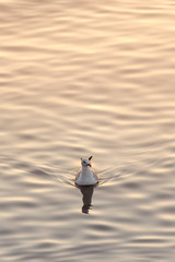 one seagull floating on ripple water surface with shadow reflection in the sea at sunset time.