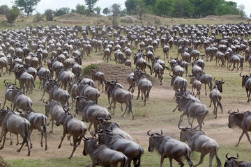 Wildebeest (Connochaetes taurinus) migration