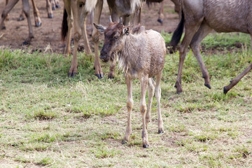 Wildebeest (Connochaetes taurinus)