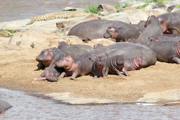 Hippo (Hippopotamus amphibius)