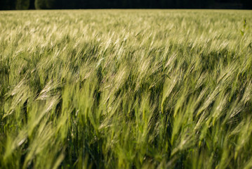 Green Barley Hay growing on a Field
