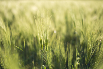Green Barley Hay growing on a Field, close-up, thin depth-of-field