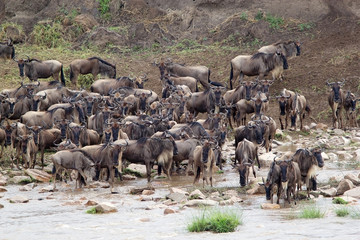 Wildebeest (Connochaetes taurinus) migration