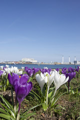 Crocus spring flowers in sunlight