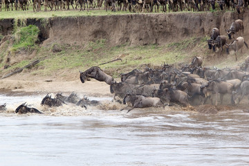 Wildebeest (Connochaetes taurinus) migration