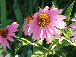 Fototapeta premium echinacea, purpurea, flower, coneflower, purple, bloom, garden, nature, pink, plant, summer, perennial, closeup, flora, natural, flowers, blossom, medicinal, beautiful, floral, botanical, background, 
