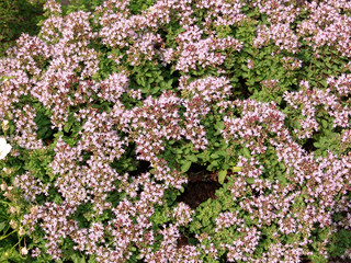  mint, flower, flowers, background, leaf, fresh, herb, plant, isolated, white, green, peppermint, garden, mentha, natural, nature, spearmint, aroma, summer, blossom, blooming, piperita, purple, floral