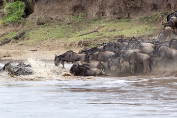 Wildebeest (Connochaetes taurinus) migration