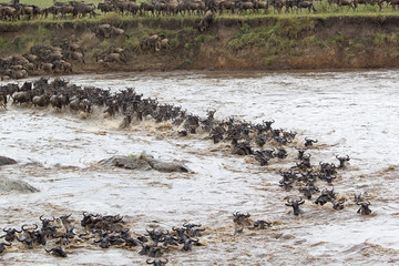 Wildebeest (Connochaetes taurinus) migration