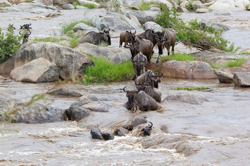 Wildebeest (Connochaetes taurinus) migration