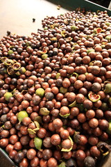 Macadamia Nuts in Guatemala