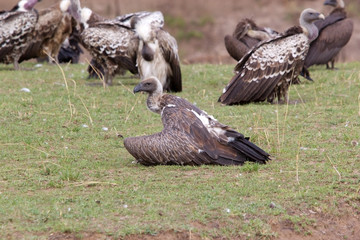 Ruppell's vulture (Gyps rueppellii)