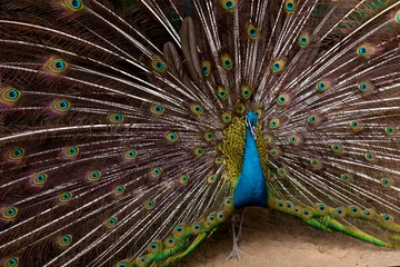 Fotobehang Magnificent colorful peacock with beautiful tail © photographe_EK
