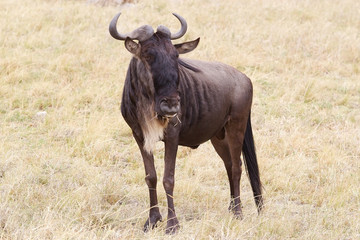 Naklejka na ściany i meble Wildebeest (Connochaetes taurinus)