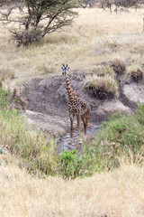 Giraffe (Giraffa camelopardalis)
