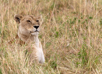 African lioness (Panthera leo)