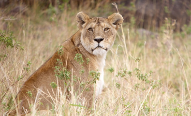 African lioness (Panthera leo)