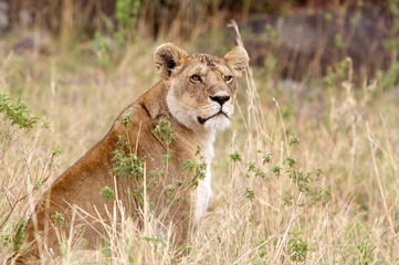 African lioness (Panthera leo)