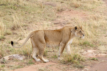 Obraz na płótnie Canvas African lioness (Panthera leo)
