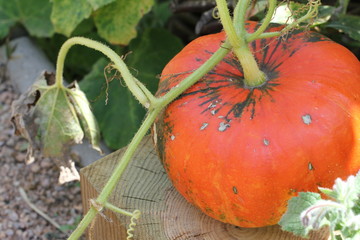 Obraz premium Citrouille