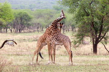 Naklejka na ściany i meble Giraffe (Giraffa camelopardalis)