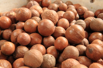 Macadamia Nuts in Guatemala