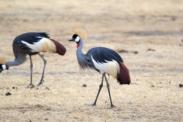 Grey crowned crane (Balearica regulorum)