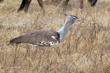 Kori bustard (Ardeotis kori)