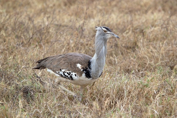 Kori bustard (Ardeotis kori)