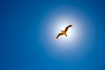 Bird