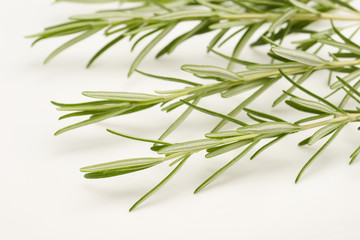 Rosemary on white background